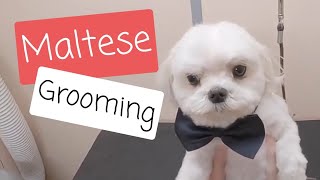 Maltese Grooming: Short Haircut by Cassie Putz 1,097 views 3 years ago 1 minute, 50 seconds