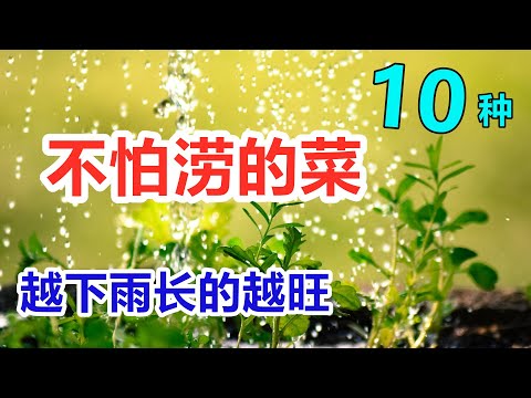 喜湿耐涝的10种蔬菜, 怕干旱, 越下雨长的越好