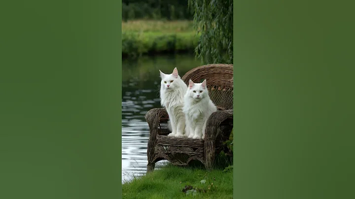 Watch the video about Cute cats #catvideos #shiromo #mainecoon #naturelovers