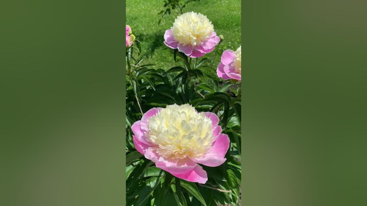 Пион She"s my star Магазин EXOTFLOWERS