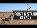 Pointing Birds - Steady Upland Bird Dog Training