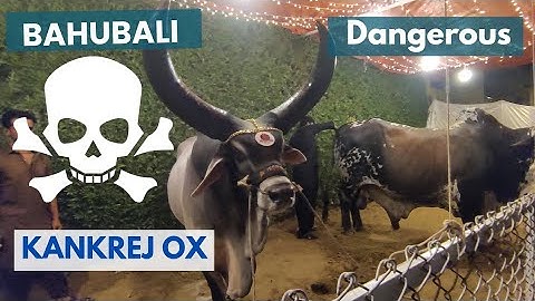 Most dangerous kankrej |Bahubali | brahman| livestock production#cow #viralvideo #beautiful #animals