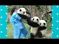 Funny and cute panda will make you laugh your head off  funny babies and pets