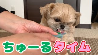 【犬 おやつ】いなばWanちゅーるを買い足しました チワワ×シーズー