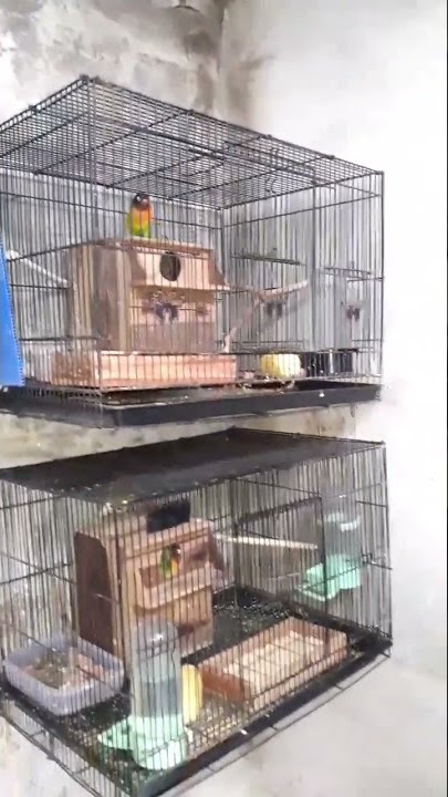 Kandang ternak lovebird sangkar soliter#shorts