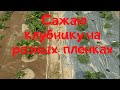 Посадка клубники на спанбонде, пленке, мамбране