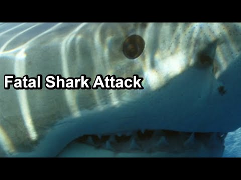 Fatal White Shark Attack Takes Divers Leg 2023 Mexico