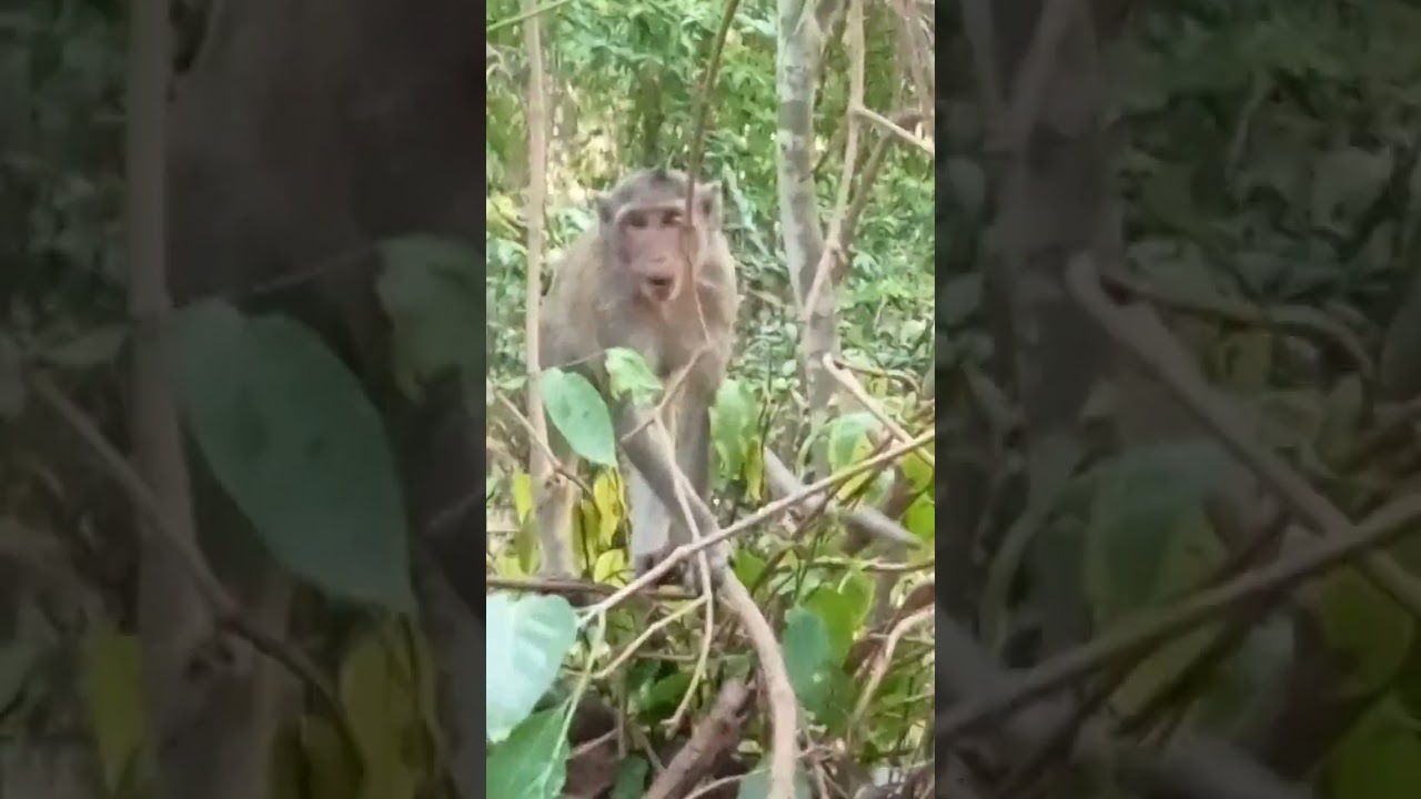 VID20240514172540 fan monkey | monkey popular at Baryon Temple