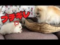 負けると悔しすぎてブチギレしてくる仔犬のポメラニアン