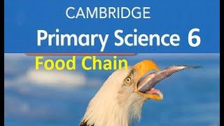 Food Chains & Food Webs Cambridge Primary Science 6 (Part 1) Food Chains & Food Webs Cambridge Primary Science 6 (Part 1)