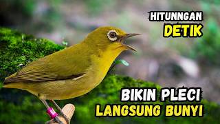 Pleci Betina Birahi Memanggil Jantan, Pleci Jantan Langsung Gacor