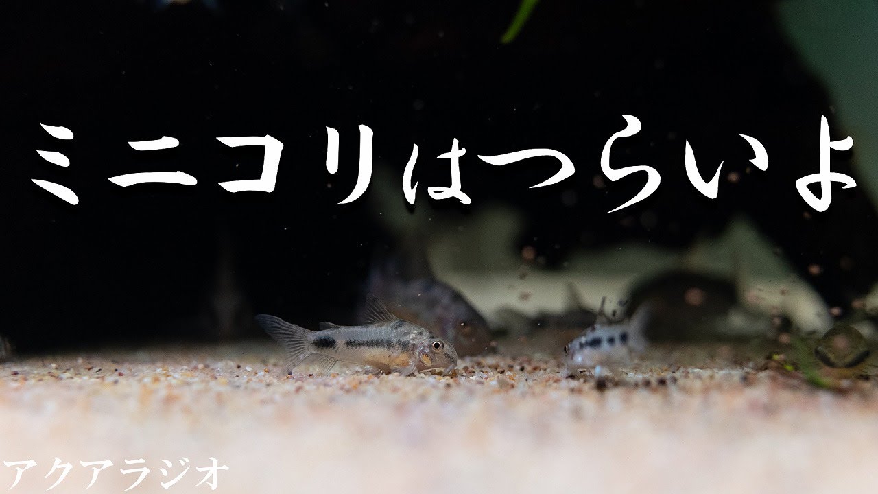 【アクアリウムラジオ】コリドラス同士でもミニコリ系は混泳に注意が必要