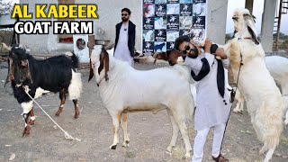 Full Quality Kota Hansa Goats Ka Collection At Al Kabeer Goat Farm