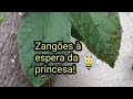 Abelhas nativas ( Jataís )#zangões esperando a princesa pro acasalamento!