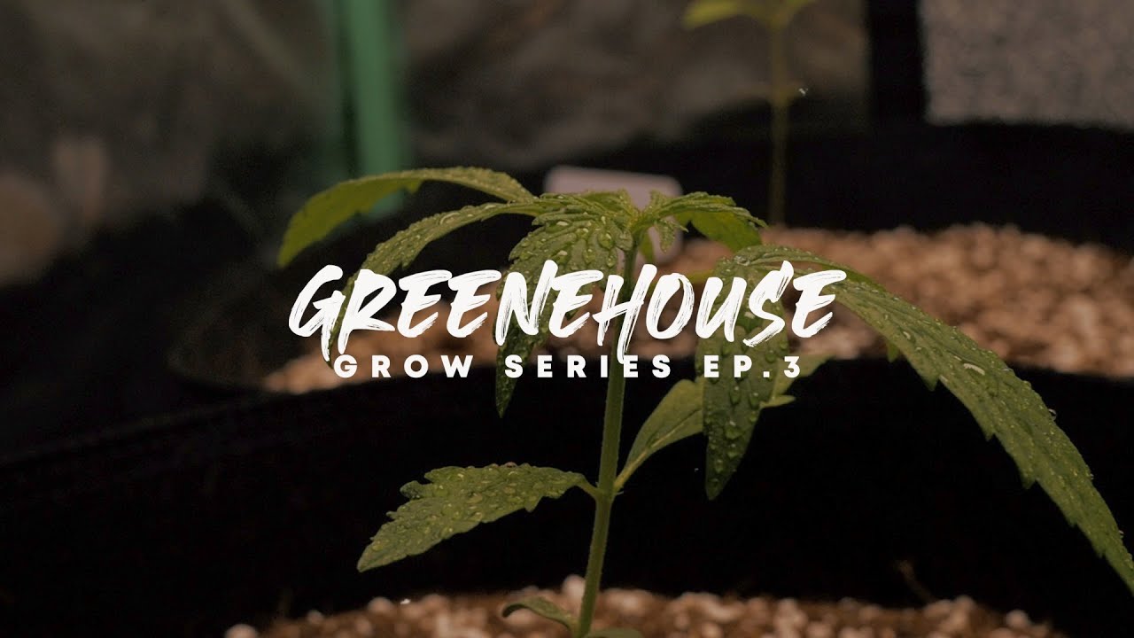 GREENEHOUSE GROW: Critical Purple & Pineapple Autoflower WEEK 3 UPDATE!!!