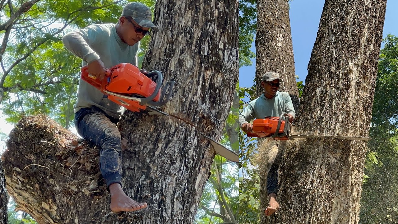 Cut down 3 tallest trees in the garden !! Stihl ms881 Vs Husqvarna ...