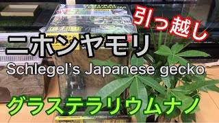 ニホンヤモリ グラステラリウムナノに引っ越し【トカゲ♯4】Schlegel's Japanese gecko,  natural terrarium NANO