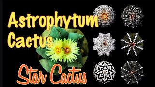 Geometrical Astrophytum Cactus | Star Cactus | Asteria