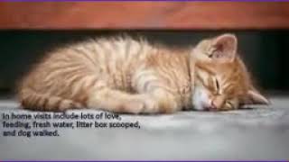 Pet Sitting Jacksonville NC