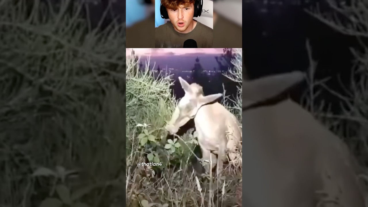 Something off with that cow…