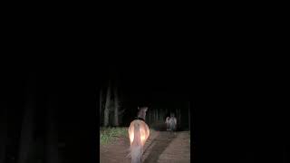 Угоняем Диких Лошадей Ночью #Животные #Лошади