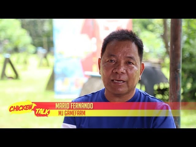 CHICKEN TALK: MARIO FERNANDO OF MJ GAMEFARM class=