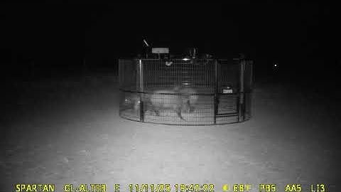 Watch Our Wireless Hog Trap in Action — Real-Time Remote Capture Demo | TrackSide Trapping