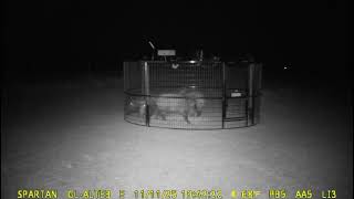 Watch Our Wireless Hog Trap in Action — Real-Time Remote Capture Demo | TrackSide Trapping