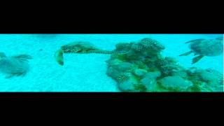 Badfish Boss DJ Cover