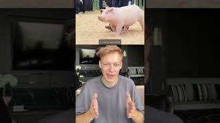 Хоббихорсинг или pigshow