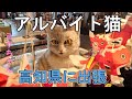 高知県へ出張