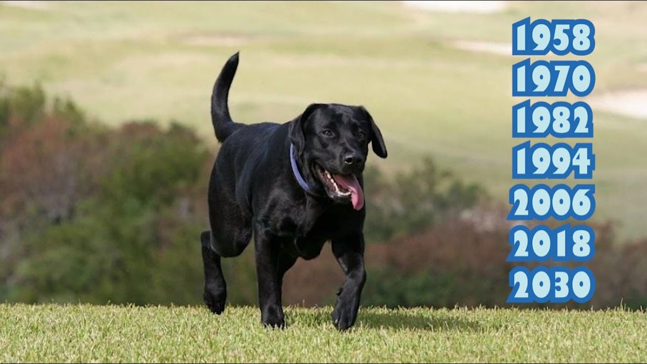 It uslubidagi gozal mushukning yaqindan korinishi