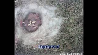 シジュウカラの巣箱517 2020 0428孵化4日目雛は7羽雛の遺体搬出