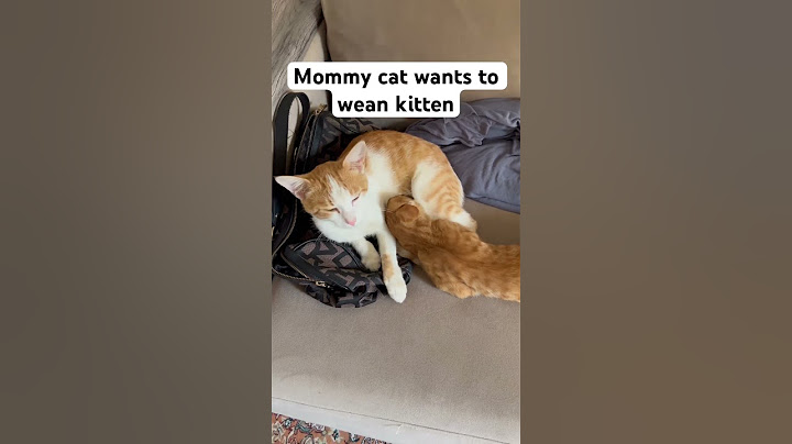 #shorts Mommy cat wants to wean off kitten