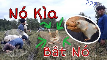 Bắt Chuột Mùa Cắt Lúa Ở Miền Tây Có Vui Không ??? |  Quang Quy Vlog