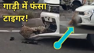 गाड़ी में फंसा टाइगर tiger ??  maruti vs tiger  tiger jinda hai ? kalka pinjore highway