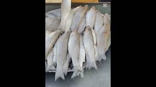 أسعار المخظر والأسماك والدجاج