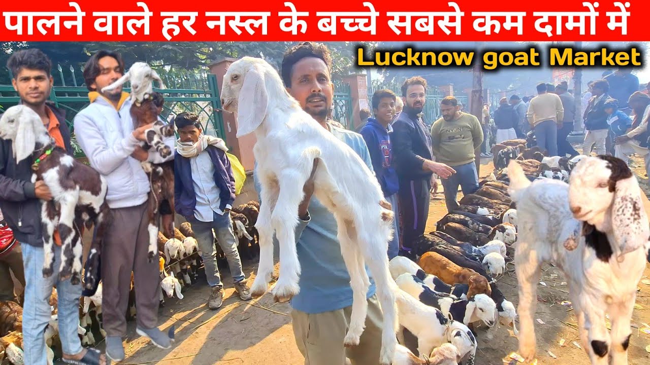 मकी चीना,सोजत,अजमेरी,सिरोही,तोतापरी पालने वाले बच्चे सस्ते दामों में|Goats Kids|Lucknow Bakra Mandi 