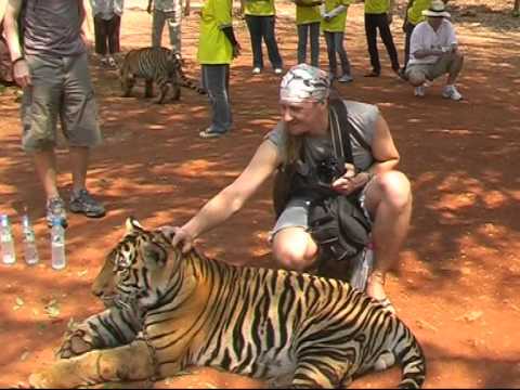 Вопрос: В каком буддистском монатсрые Таиланда живут тигры?