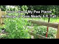 How I Grow Really Tall Productive Pea Plants Packed Together: Growing Tips & Full Growth Examples