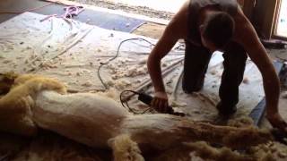 Sara Shorn -- quarry critters shearing day 2012