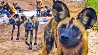 Live Safari With Wild Dogs, Lions And Leopards!