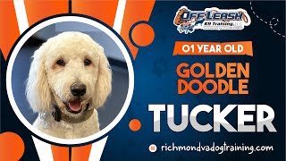 1 Year Old Goldendoodle || Tucker || Best Dog Trainers of VA