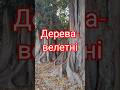 #weird #giant #trees in #alicante дивні #дерева #велетні у #аліканте #2025 #travel #nature #plant