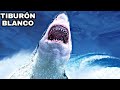 Tiburón Blanco - El Peligroso pariente del Megalodon