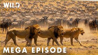 WILD SERENGETI | No Mercy in Predator Territory | MEGA EPISODE | Wildlife Documentary
