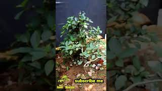 ficus resmosa bonsai tree making janabonsai bonsai ficus banyan