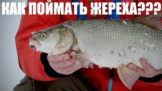 ЖЕРЕХ! ГДЕ НАЙТИ и КАК ПОЙМАТЬ? ЖЕРЕХ! ГДЕ НАЙТИ и КАК ПОЙМАТЬ?