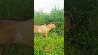 Download Lagu kambing jantan lucu #reels MP3