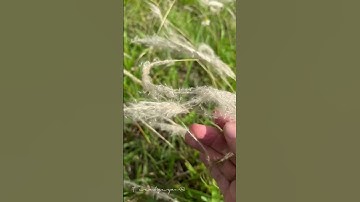 Rễ cỏ tranh, Bạch mao căn Imperata cylindrica hỗ trợ trị viêm thận cấp